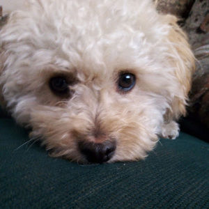 Meet your Posher, David adrian